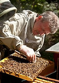 apiculteur suisse