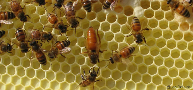 abeille dans la ruche - reine