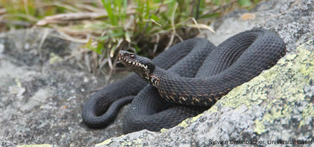 nouvelles espèce serpent alpes