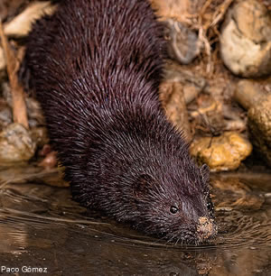 mustela lutreola