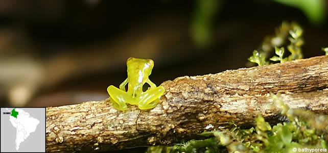 colombie faune