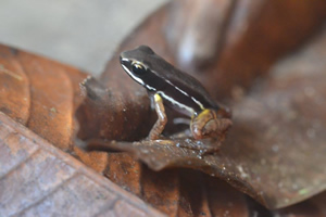 grenouille panama