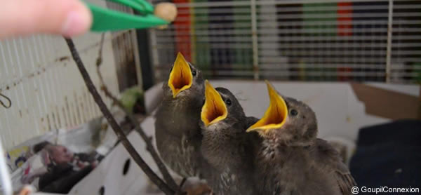 oiseaux à nourrir