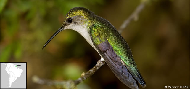 guyane faune