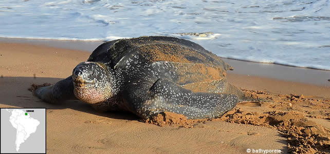 suriname faune