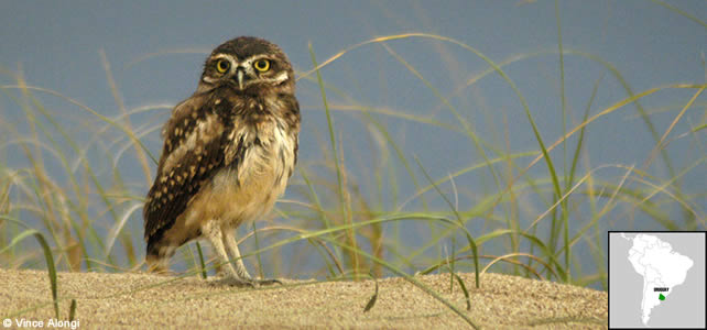 uruguay faune