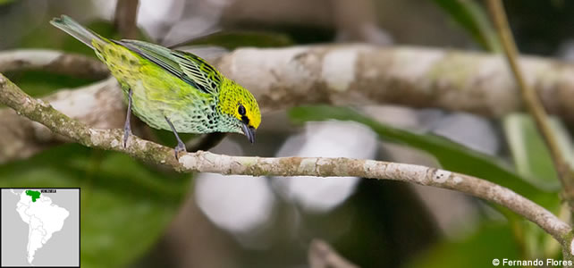 venezuela faune