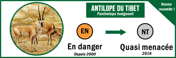 antilope menacée