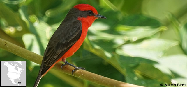 belize faune