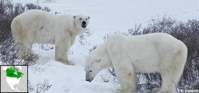 canada faune