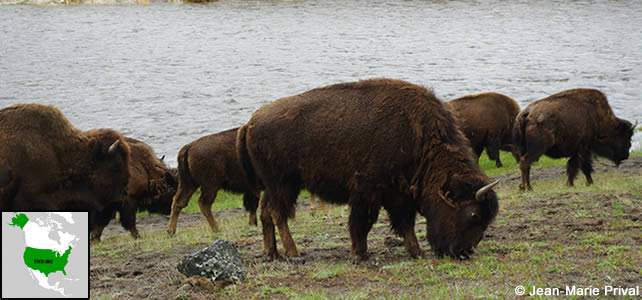 etats-unis faune