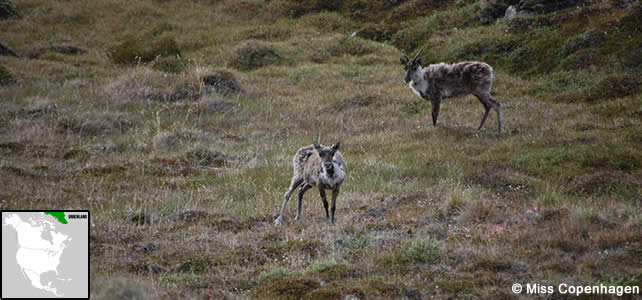 groenland faune