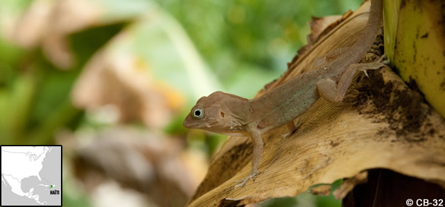 haiti faune