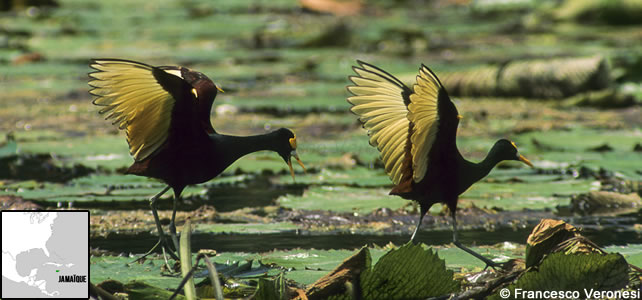 jamaique faune