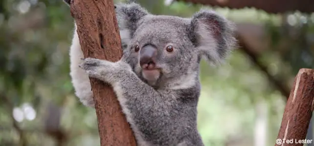 koala sur branche