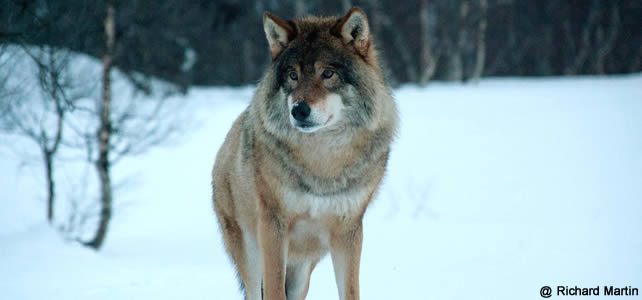 loup dans neige