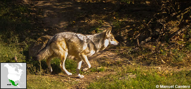 mexique faune