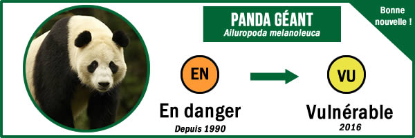 panda géant menacé