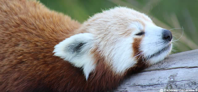 petit panda qui dort