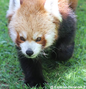 tête de panda roux