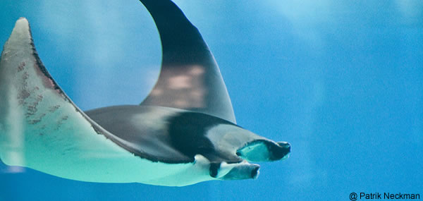 raie mobula dans l'eau