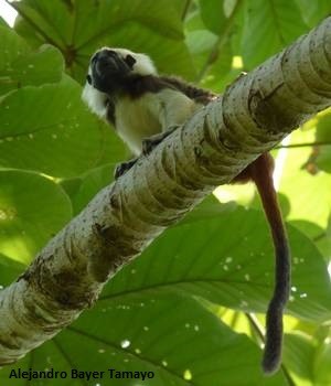 Tamarin pinché dans un arbre