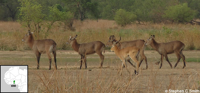 benin faune