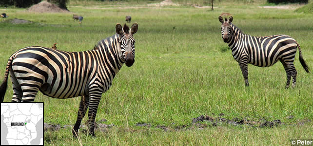 burundi faune