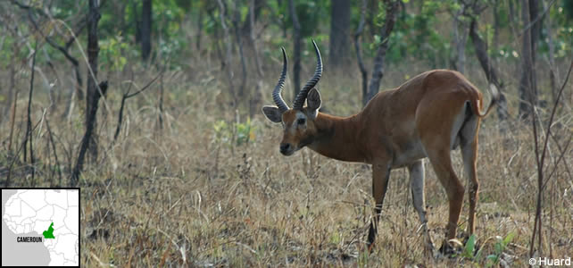 cameroun faune