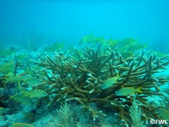 Acrocopora Cervicornis