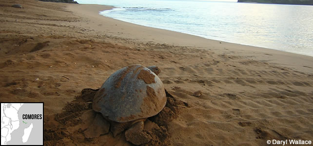 comores-faune