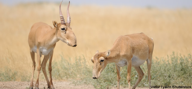 male et femme saiga