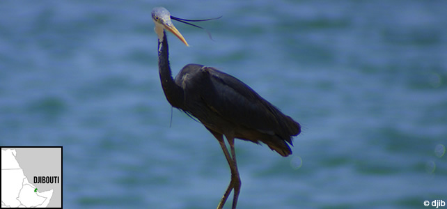 djibouti-faune