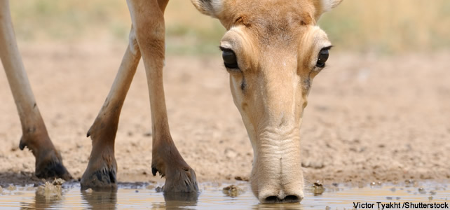 nez de saiga