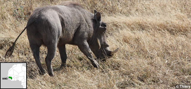 guinee-faune