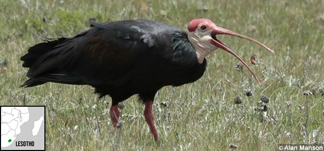 lesotho-faune