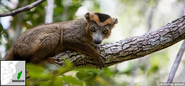 madagascar-faune