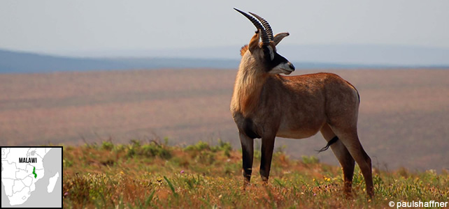 malawi-faune