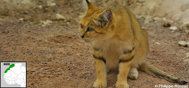 maroc-faune