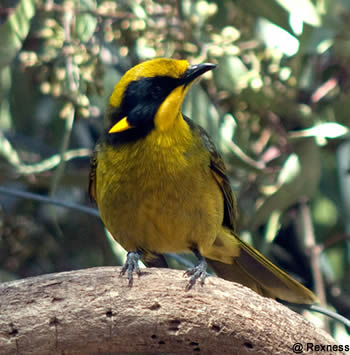 Melanops Lichenostomus cassidix