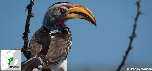 mozambique-faune