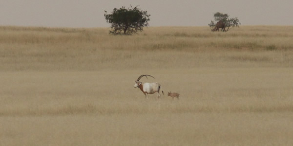 maman et petit oryx