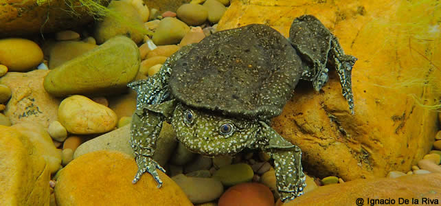 grenouille lac titicaca