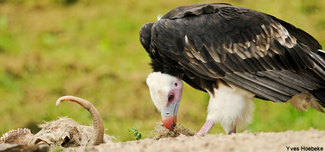 repas vautour à tete blanche