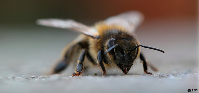 insecte menacé abeille