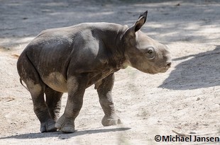Bébé rhinocéros noir