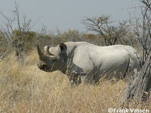 Un rhinocéros noir en Namibie