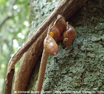 escargot partula