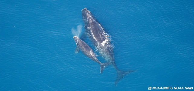 maman et bébé baleines