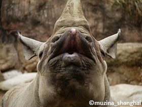 Lèvre préhensile d'un rhinocéros noir